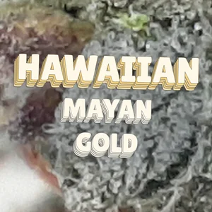 Hawaiian Mayan Gold Cannabis Strain