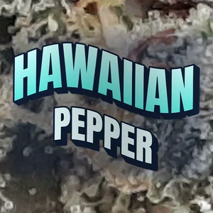Hawaiian Pepper Cannabis Strain