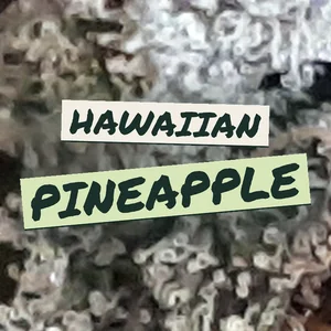Hawaiian Pineapple Cannabis Strain