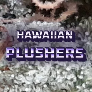 Hawaiian Plushers Cannabis Strain
