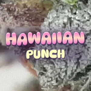 Hawaiian Punch Cannabis Strain