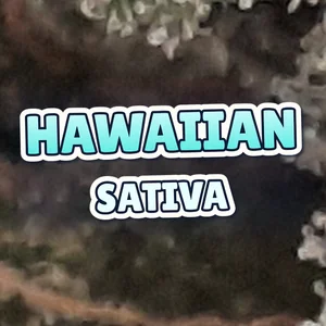 Hawaiian Sativa Cannabis Strain