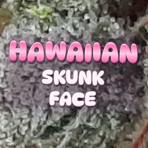 Hawaiian Skunk Face Cannabis Strain