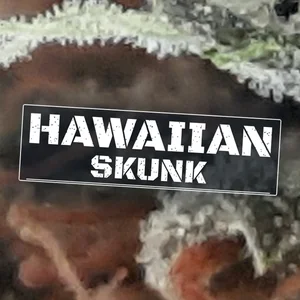 Hawaiian Skunk Cannabis Strain