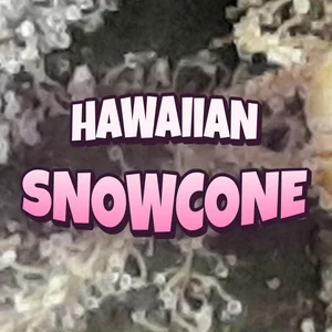 Hawaiian Snowcone Cannabis Strain
