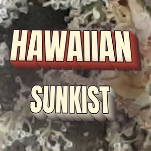 Hawaiian Sunkist Cannabis Strain