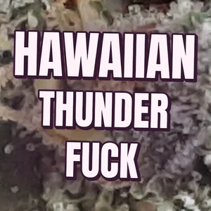 Hawaiian Thunder Fuck Cannabis Strain