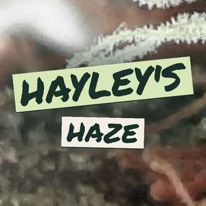 Hayley's Haze Cannabis Strain