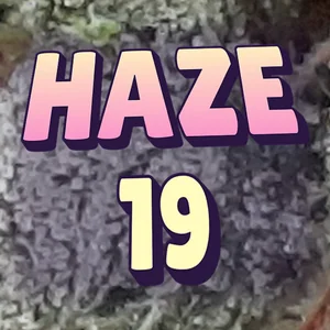 Haze 19 Cannabis Strain