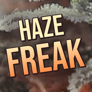 Haze Freak Cannabis Strain