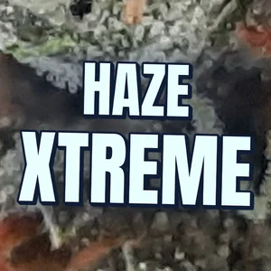 Haze Xtreme Cannabis Strain