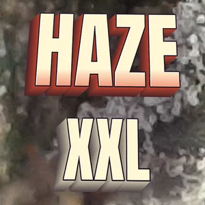 Haze XXL Cannabis Strain