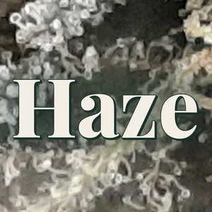 Haze Cannabis Strain