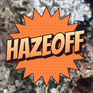 Hazeoff Cannabis Strain
