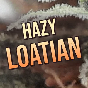 Hazy Loatian Cannabis Strain