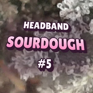 Headband Sourdough #5 Cannabis Strain
