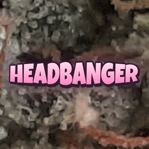 Headbanger Cannabis Strain