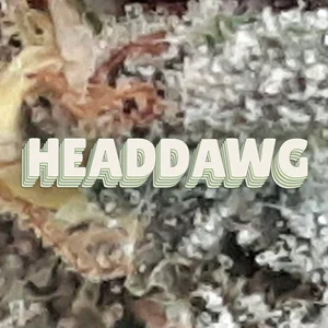 Headdawg Cannabis Strain