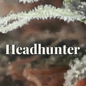 Headhunter Cannabis Strain