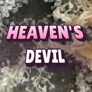 Heaven's Devil Cannabis Strain