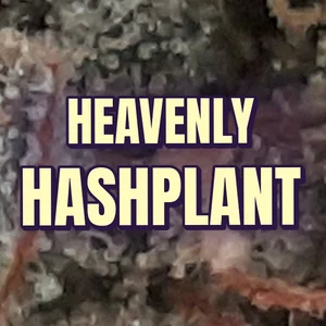 Heavenly Hashplant Cannabis Strain