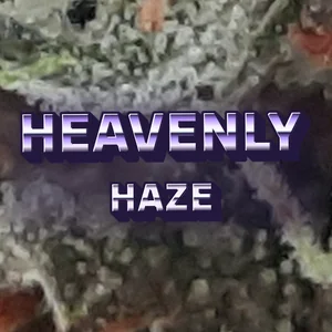 Heavenly Haze Cannabis Strain