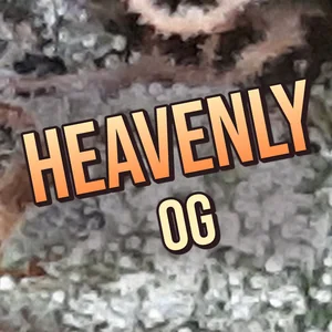 Heavenly OG Cannabis Strain