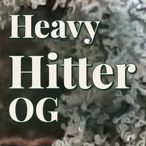 Heavy Hitter OG Cannabis Strain