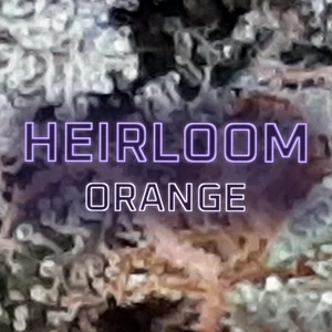 Heirloom Orange Cannabis Strain