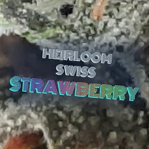 Heirloom Swiss Strawberry Cannabis Strain
