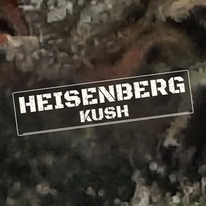 Heisenberg Kush Cannabis Strain