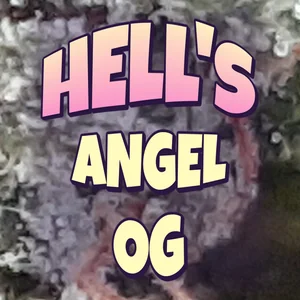 Hell's Angel OG Cannabis Strain