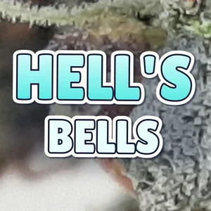 Hell's Bells Cannabis Strain
