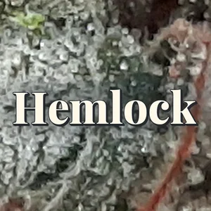 Hemlock Cannabis Strain