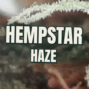 Hempstar Haze Cannabis Strain