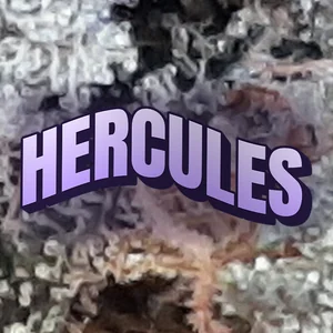 Hercules Cannabis Strain