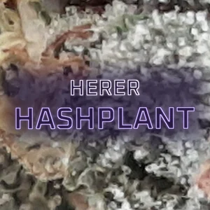 Herer Hashplant Cannabis Strain