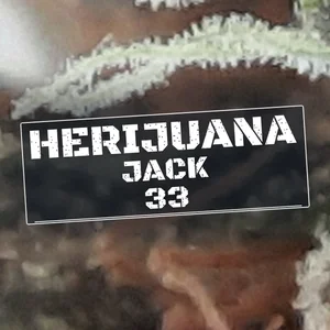 Herijuana Jack 33 Cannabis Strain