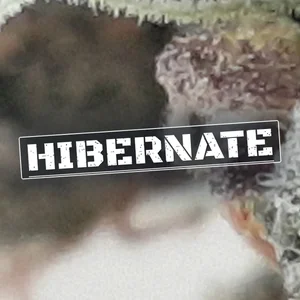 Hibernate Cannabis Strain