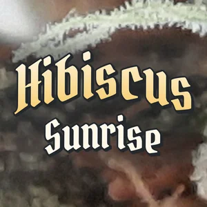 Hibiscus Sunrise Cannabis Strain