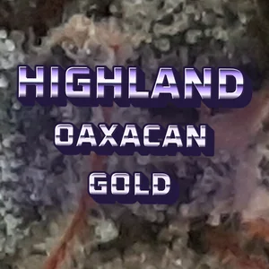 Highland Oaxacan Gold Cannabis Strain