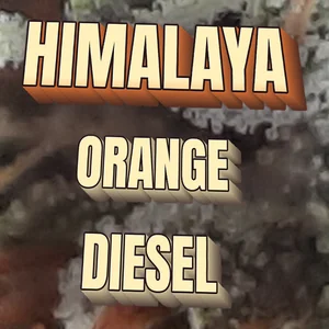 Himalaya Orange Diesel Cannabis Strain