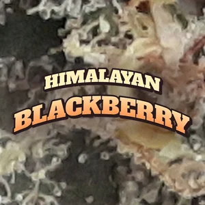Himalayan Blackberry Cannabis Strain