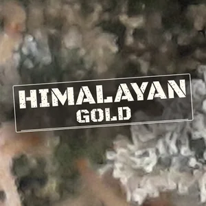Himalayan Gold Cannabis Strain
