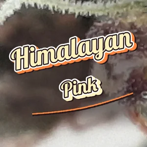 Himalayan Pink Cannabis Strain
