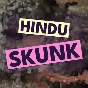 Hindu Skunk Cannabis Strain