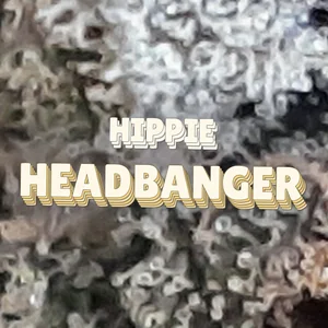 Hippie Headbanger Cannabis Strain