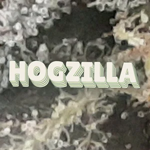 HogZilla Cannabis Strain