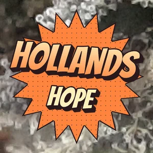 Hollands Hope Cannabis Strain