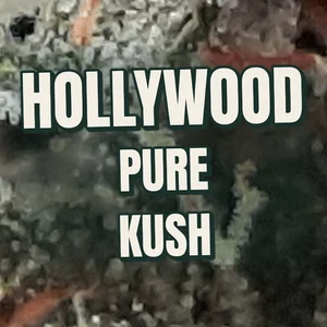 Hollywood Pure Kush Cannabis Strain